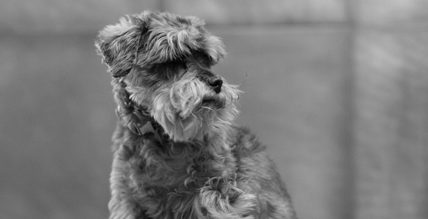 Whoopi von den Gremlins †
